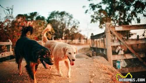 如何让汪不忘记铲屎官？照顾好老年犬，防止患老年痴呆症