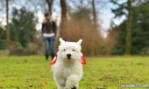 如何训练西高地白梗犬西高地白梗犬怎么训练