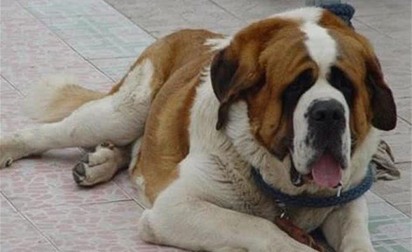 狗狗步入老年，朋友却有些发愁，老年犬该注意些什么呢？