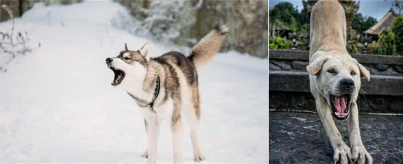 养宠心得：了解犬的语言，让你跟狗狗的沟通更加容易