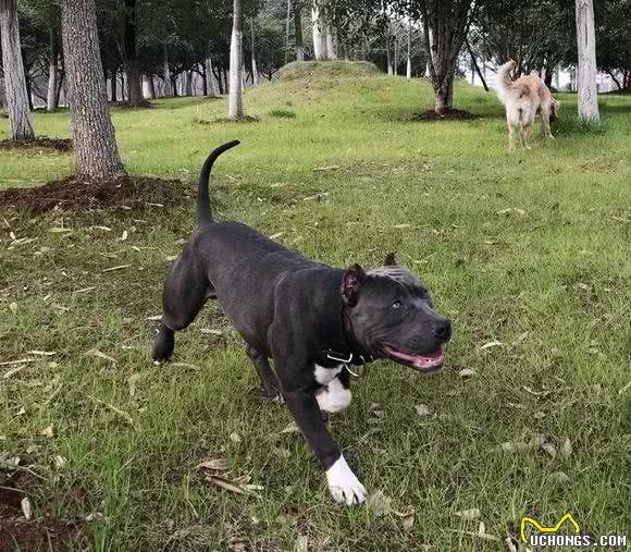 斗犬专题之“竞技场之王”—比特犬