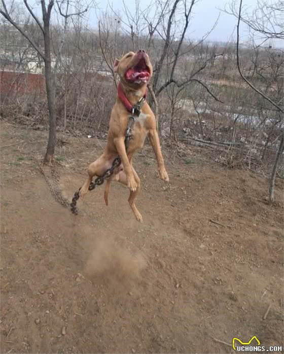 斗犬专题之“竞技场之王”—比特犬