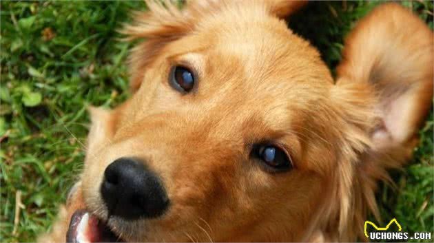 细数金毛犬的“6大优点”，怪不得养的人那么多