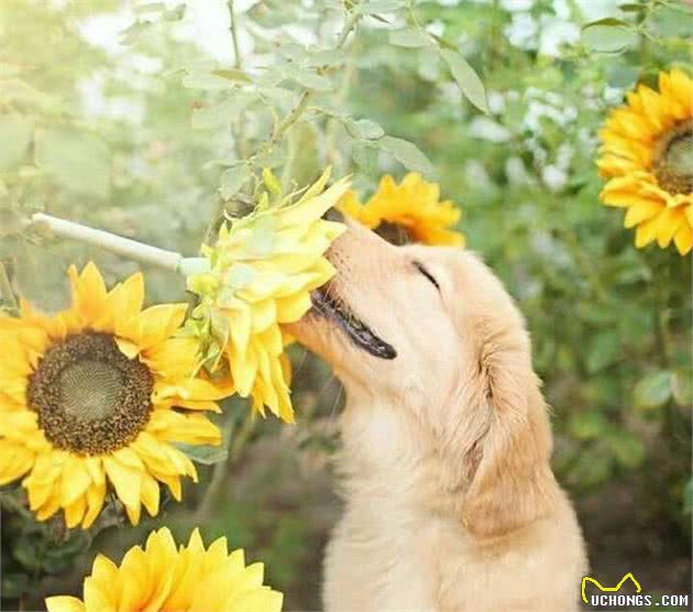 细数金毛犬的“6大优点”，怪不得养的人那么多