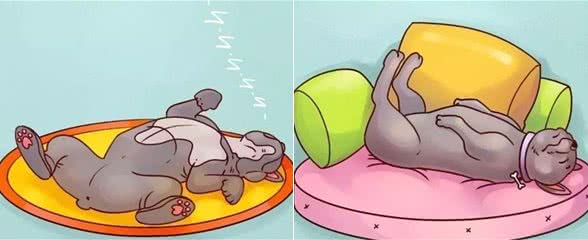 1分钟看完狗狗睡姿全图!了解自家狗狗独特的个性