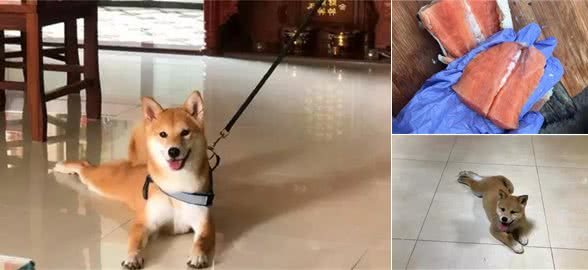 新手养犬必知！这三点干犬粮的错误喂法，将会导致爱犬受伤！