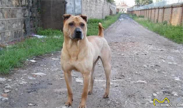 直击中国土生土长的9大凶犬