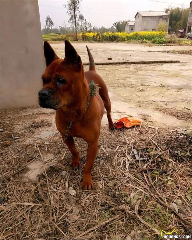 直击中国土生土长的9大凶犬