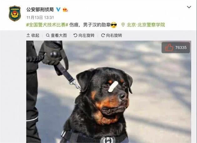 网红“创可贴警犬”即将退役，罗威纳不愧是最聪明的猛犬