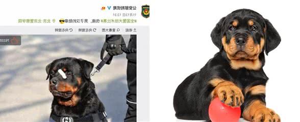 网红“创可贴警犬”即将退役，罗威纳不愧是最聪明的猛犬