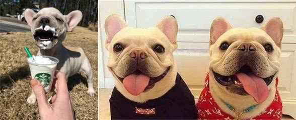 法国斗牛犬是一种神奇的狗，会让养的人爱不释手，越养越上瘾