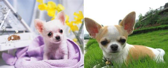 女生们，满大街都是泰迪犬，你还只知道养泰迪犬？迷你系狗狗萌萌哒！