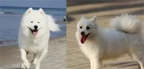 银狐犬和萨摩耶有什么区别？