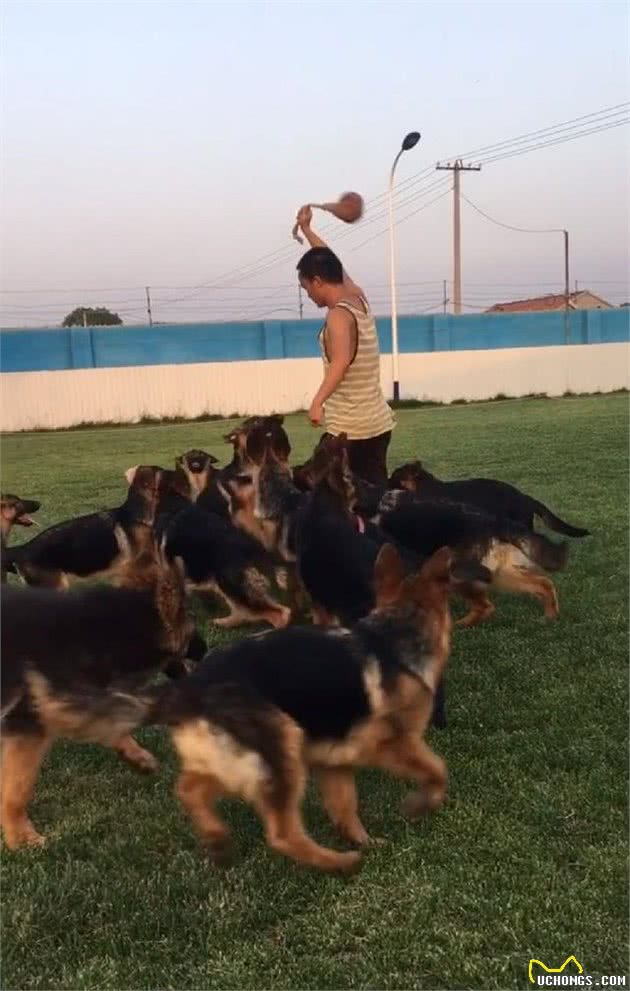 怎么挑选一只优秀的德牧幼犬？了解这几点，再也不怕被人蒙骗了