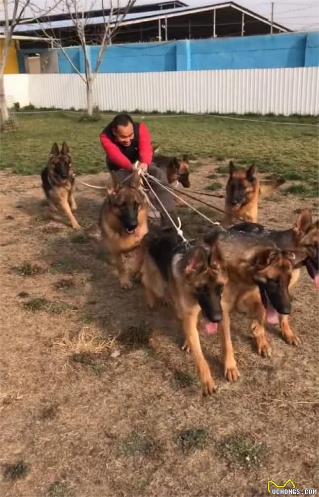 怎么挑选一只优秀的德牧幼犬？了解这几点，再也不怕被人蒙骗了