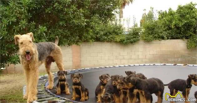 “梗犬之王”万能梗，雪纳瑞犬都得靠边站