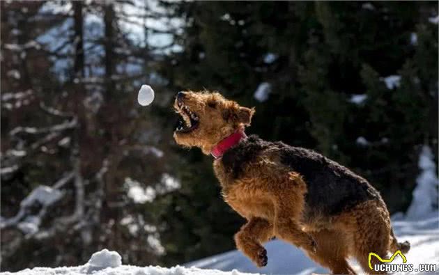 “梗犬之王”万能梗，雪纳瑞犬都得靠边站