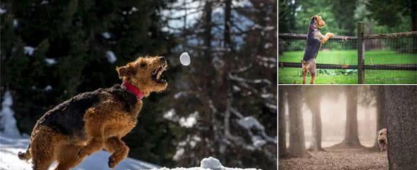 “梗犬之王”万能梗，雪纳瑞犬都得靠边站