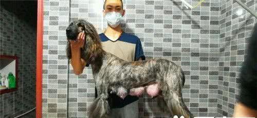 阿富汗猎犬什么颜色好彩色或者组合色更好