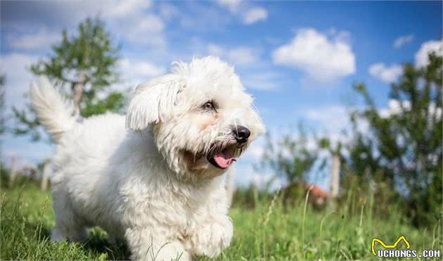 比熊幼犬应当怎么样饲养，最科学的6个方法，不学你会后悔