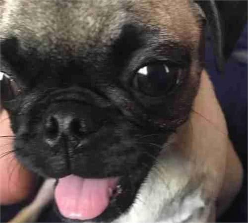 妈妈不让可怜巴哥犬睡床上，原本讨厌狗的爸爸放弃床铺跟她共枕眠