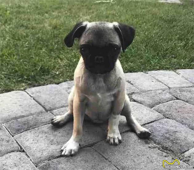 妈妈不让可怜巴哥犬睡床上，原本讨厌狗的爸爸放弃床铺跟她共枕眠
