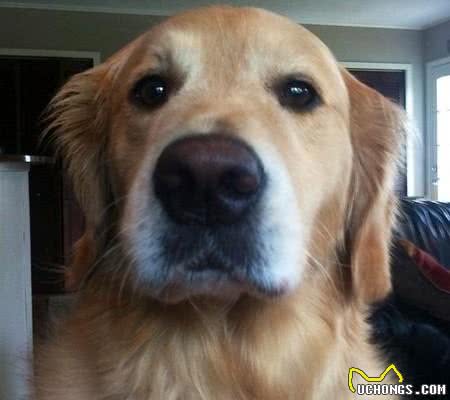 上辈子绝对是人！黄金猎犬成精了，读书打牌做园艺样样精通