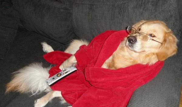 上辈子绝对是人！黄金猎犬成精了，读书打牌做园艺样样精通