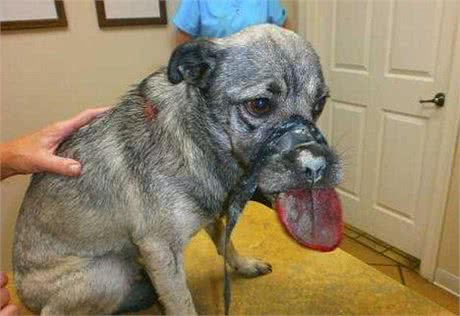 流浪狗遭人残忍虐待狗嘴被绑缚致舌头肿胀