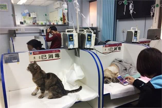 不公平，究竟是宠物医院还是狗狗医院？