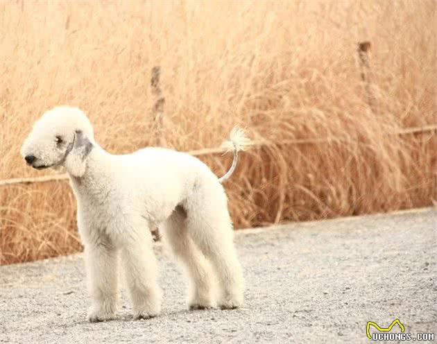 贝德灵顿梗犬：一只“外表似小羊羔，内心却住着狮子”的狗狗