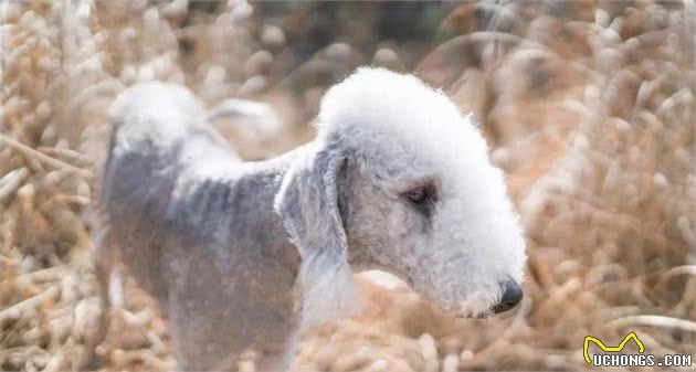 贝德灵顿梗犬：一只“外表似小羊羔，内心却住着狮子”的狗狗