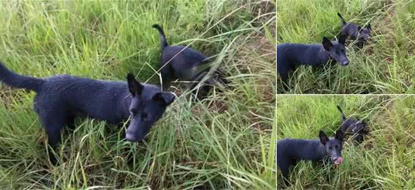 丛林训练猎犬追踪猎兔，养狗很好训训更好！
