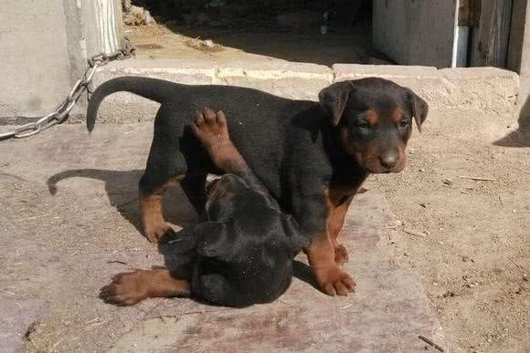 它曾是身价过万的上品犬，可现在却濒临灭绝