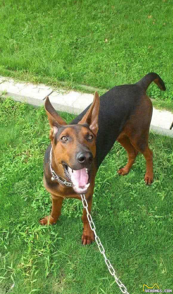 它曾是身价过万的上品犬，可现在却濒临灭绝