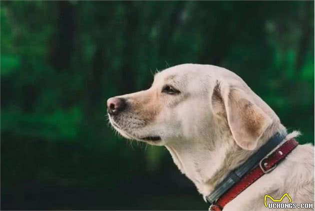 世界十大嗅觉能力最出众的狗寻血猎犬位居第一