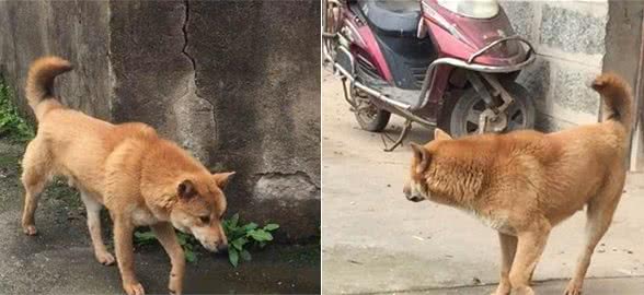 山村闻犬吠，为抓拍这只漂亮的大黄狗，也是豁出去了，差点被咬！