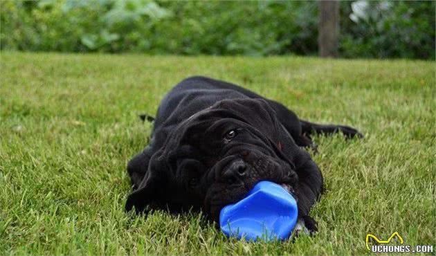 这类犬是世界上最危险的犬类，轻松虐杀藏獒！