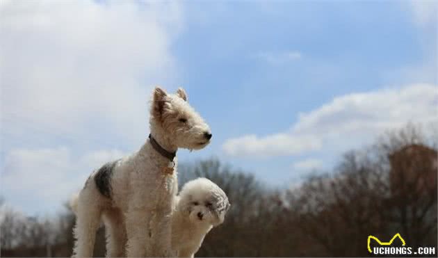 猎狐梗犬妮妮有了泰迪妹妹，从此两小只欢快无比