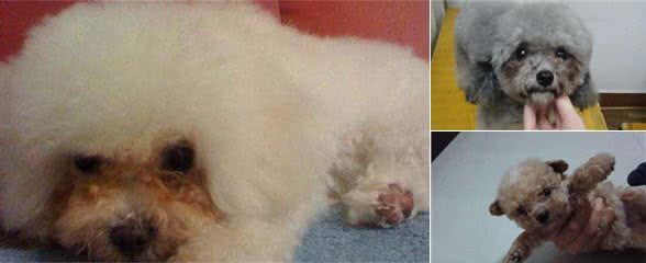要是您想养好泰迪犬，那么这些养护时的注意事项一定得了解一下