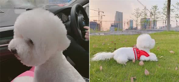 狗狗长期待在室内不出门的几大危害,身体和心灵都可能受到伤害