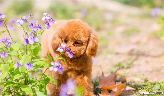 养好一只泰迪犬必须要注意这几点!