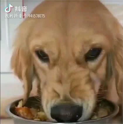 手把手教你解决犬护食问题