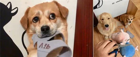 金毛犬在家搞破坏后，铲屎官对着狗子拿起剪刀，狗狗满脸难过