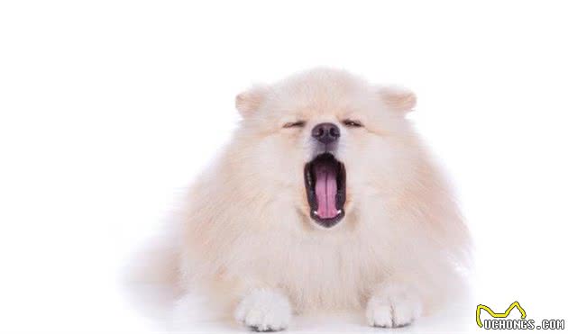 萌宠（狗狗）沟通方式全揭秘：学会这几招，日常交流无压力！