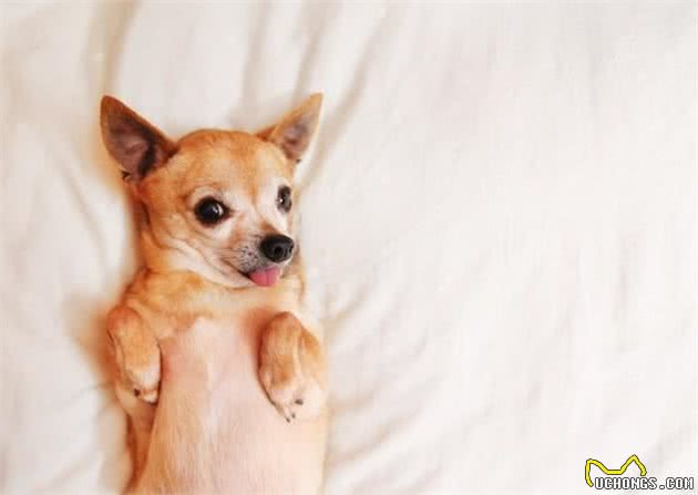 萌宠(狗狗)沟通方式全揭秘:学会这几招,日常交流无压力!