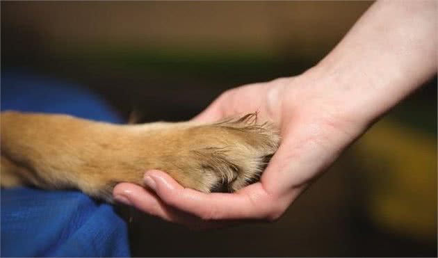 萌宠(狗狗)沟通方式全揭秘:学会这几招,日常交流无压力!