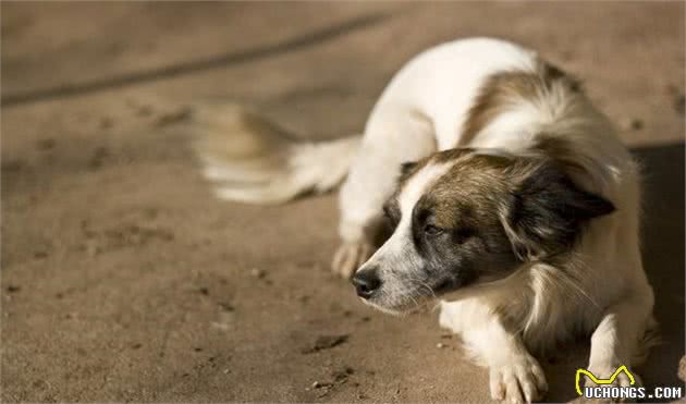 萌宠(狗狗)沟通方式全揭秘:学会这几招,日常交流无压力!