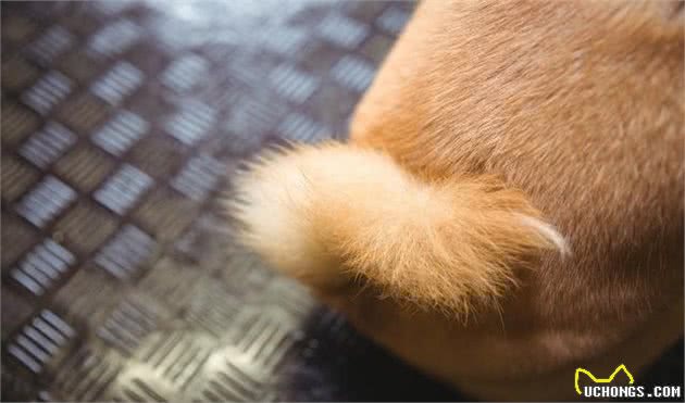 萌宠（狗狗）沟通方式全揭秘：学会这几招，日常交流无压力！