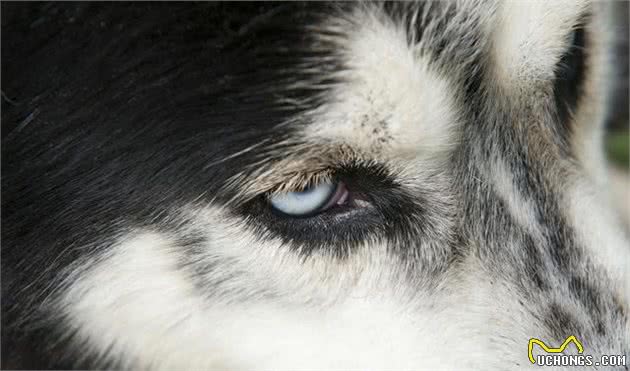 萌宠(狗狗)沟通方式全揭秘:学会这几招,日常交流无压力!